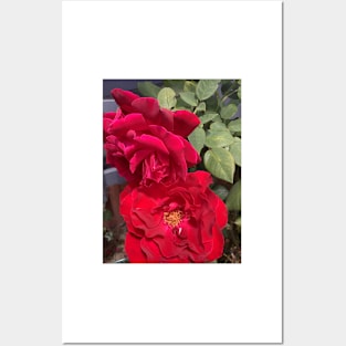 Red rose hot summer nz Posters and Art